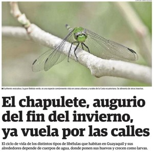 EL CHAPULETE, AUGURIO DEL FIN DEL INVIERNO, YA VUELA POR LAS CALLES