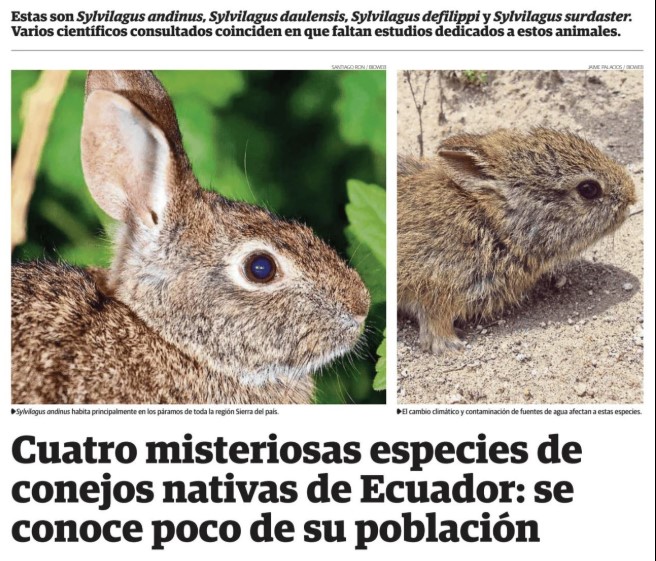 Estas son las cuatro misteriosas especies de conejos nativas de Ecuador