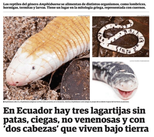 Tres lagartijas sin patas, ciegas y con ‘dos cabezas’ viven en Ecuador