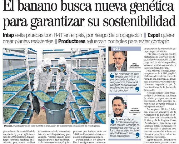EL BANANO BUSCA NUEVA GENÉTICA PARA GARANTIZAR SU SOSTENIBILIDAD