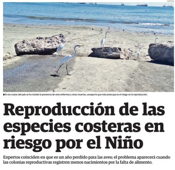 Reproducción de las especies costeras en riesgo por El Niño