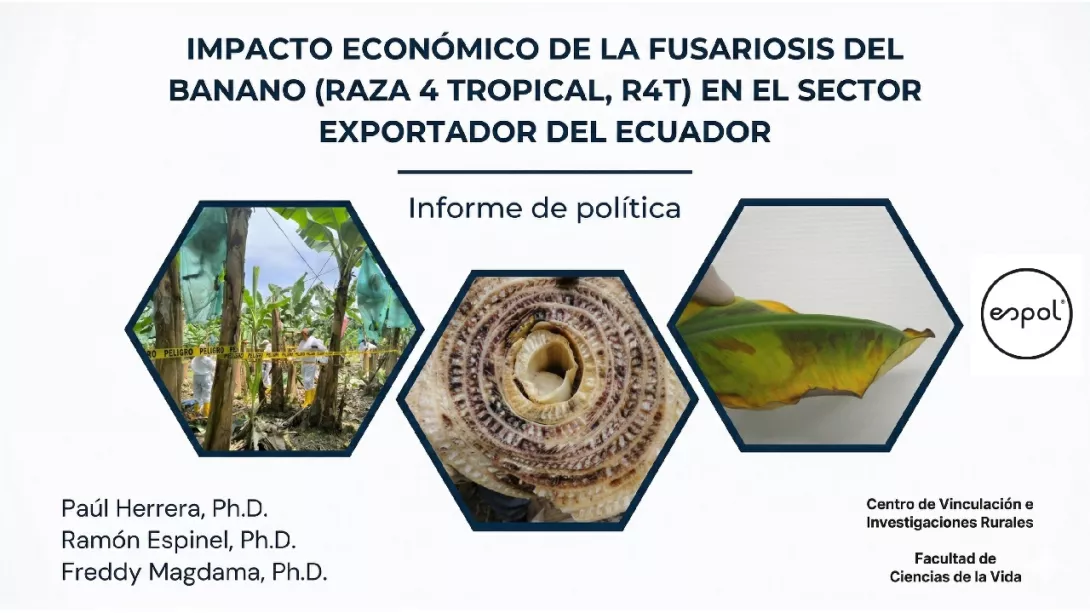 Estudio de la ESPOL alerta sobre pérdidas para el banano por la fusariosis