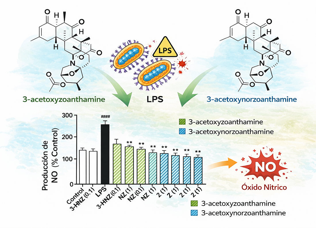 Efecto inhibitorio de las zoantaminas sobre la producción de óxido nítrico (NO) en las células microglía BV-2.  