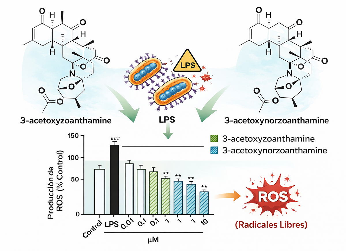 Efecto inhibitorio de las zoantaminas sobre la producción de especies reactivas de oxígeno intracellular en las células microglía BV-2.  