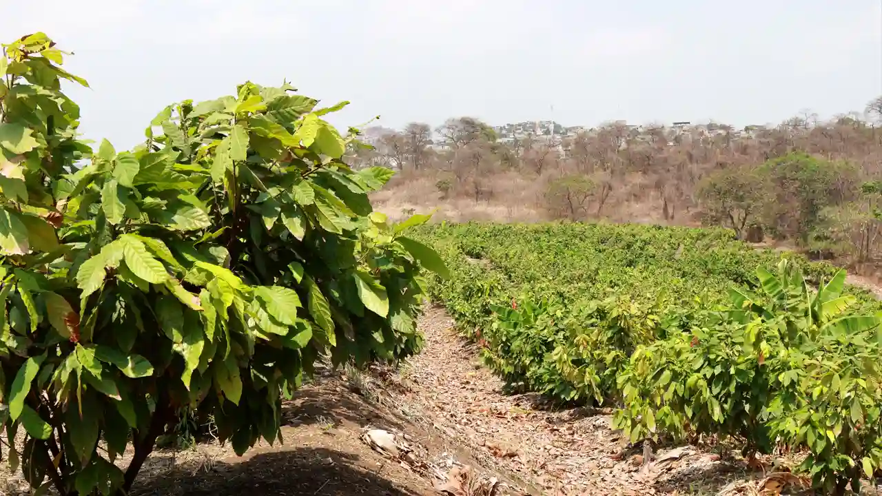 Cultivo Cocoa Soils